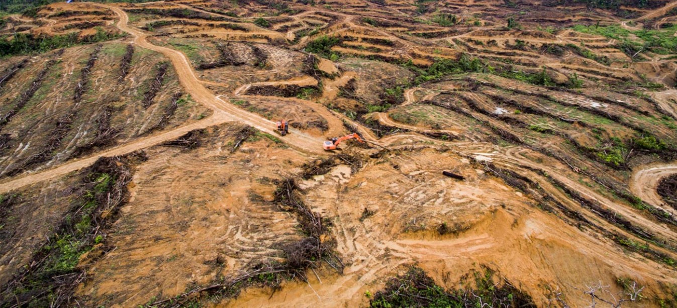 Palm Oil: Adani’s involvement in an industry that has wreaked havoc ...